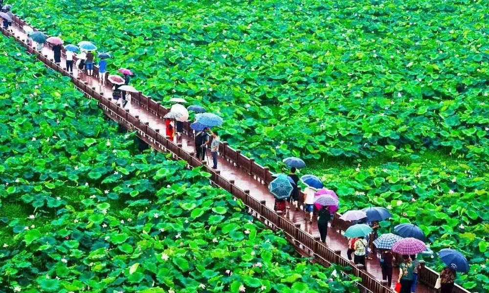 杨家边村：千亩荷园入画来
